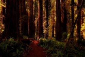 nature, Landscape, Redwood, Forest, Ferns, Trees, Path, California, Shadow