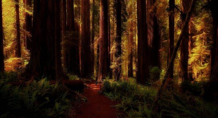 nature, Landscape, Redwood, Forest, Ferns, Trees, Path, California, Shadow HD Wallpaper Desktop Background
