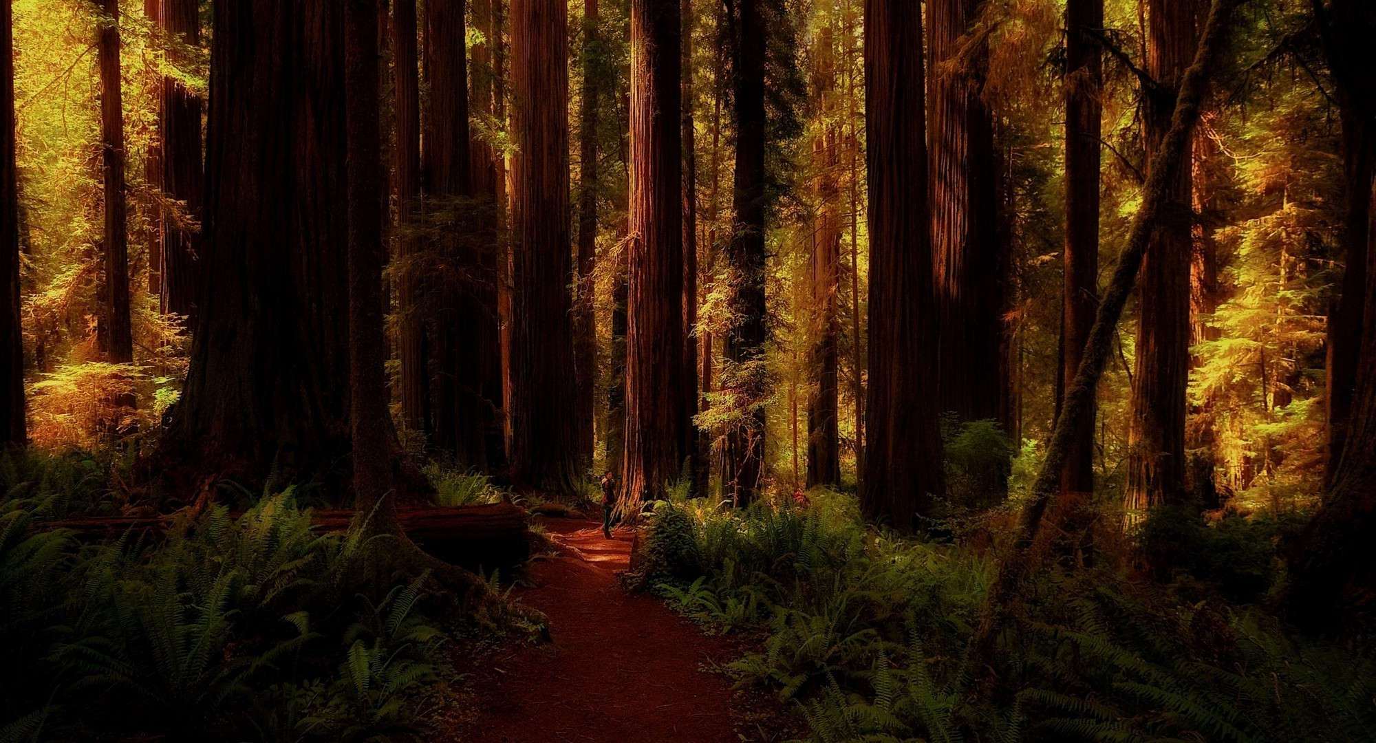 nature, Landscape, Redwood, Forest, Ferns, Trees, Path ...