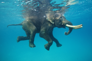 nature, Animals, Elephants, Water, Underwater, Swimming, Blue, Reflection, Tusk