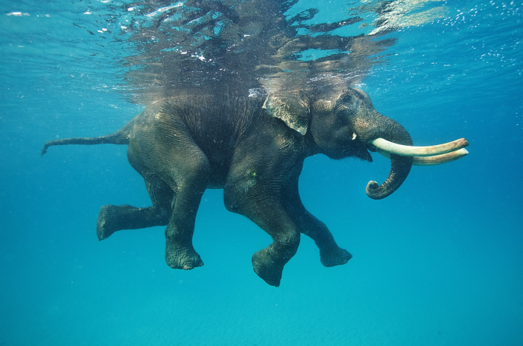 nature, Animals, Elephants, Water, Underwater, Swimming, Blue, Reflection, Tusk HD Wallpaper Desktop Background