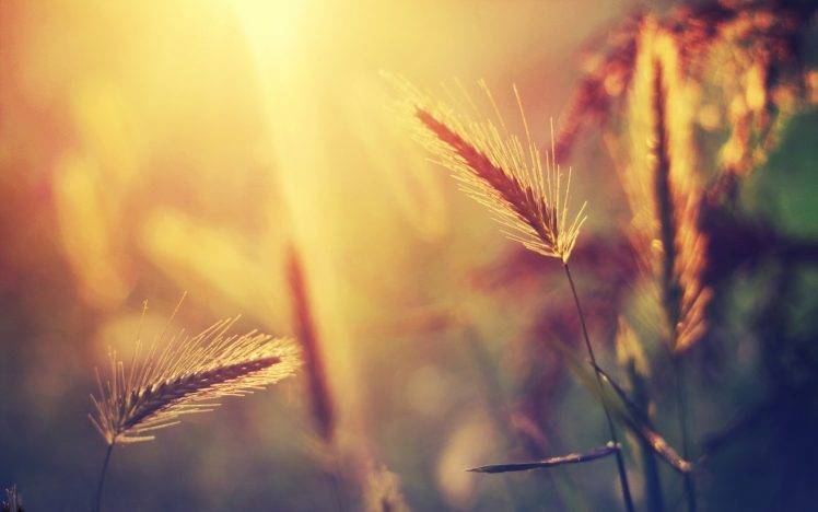 plants, Nature, Sunlight, Grass, Spikelets HD Wallpaper Desktop Background