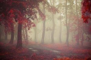 mist, Fall, Morning, Nature, Leaves, Red, Path, Trees, Rain, Landscape