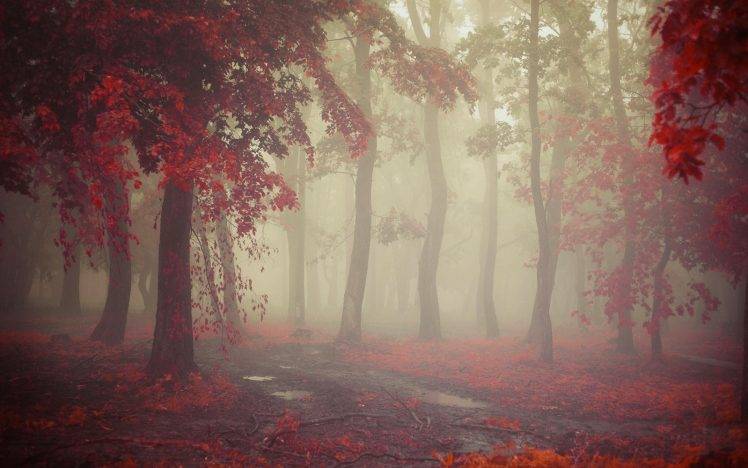 mist, Fall, Morning, Nature, Leaves, Red, Path, Trees, Rain, Landscape HD Wallpaper Desktop Background