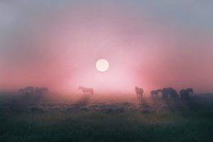 landscape, Field, Horse, Animals, Nature, Sunrise, Mist, Grass, Calm