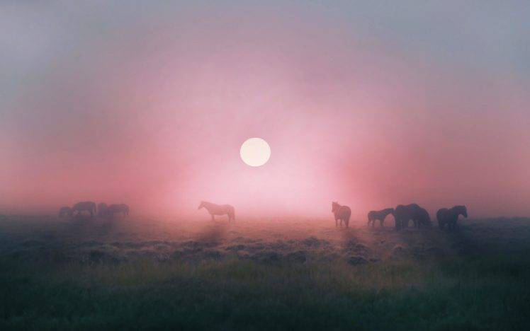 landscape, Field, Horse, Animals, Nature, Sunrise, Mist, Grass, Calm HD Wallpaper Desktop Background