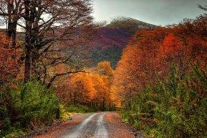 landscape, Fall, Colorful, Dirt Road, Forest, Mountain, Chile, Snowy Peak, Trees, Shrubs