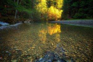 river, Forest, Nature, Landscape, Trees, Water, Calm, Sunlight, Summer, Pebbles, Stones