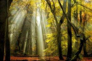 nature, Landscape, Sunbeams, Forest, Fall, Leaves, Trees, Mist, Yellow