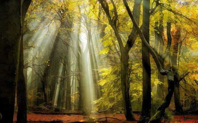 nature, Landscape, Sunbeams, Forest, Fall, Leaves, Trees, Mist, Yellow HD Wallpaper Desktop Background