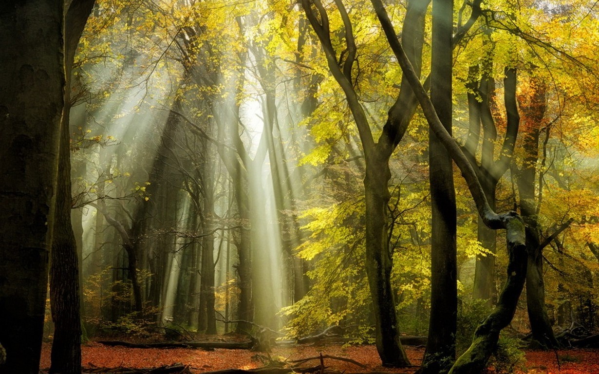 nature, Landscape, Sunbeams, Forest, Fall, Leaves, Trees, Mist, Yellow Wallpaper