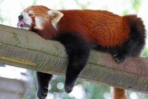 red Panda, Animals, Sloths