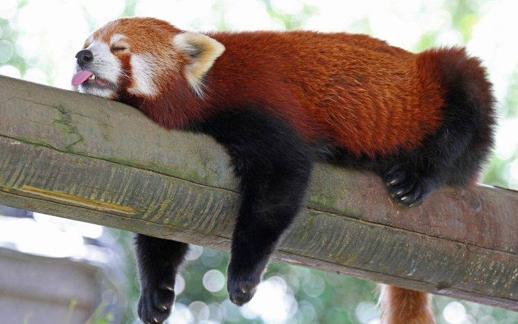 red Panda, Animals, Sloths HD Wallpaper Desktop Background