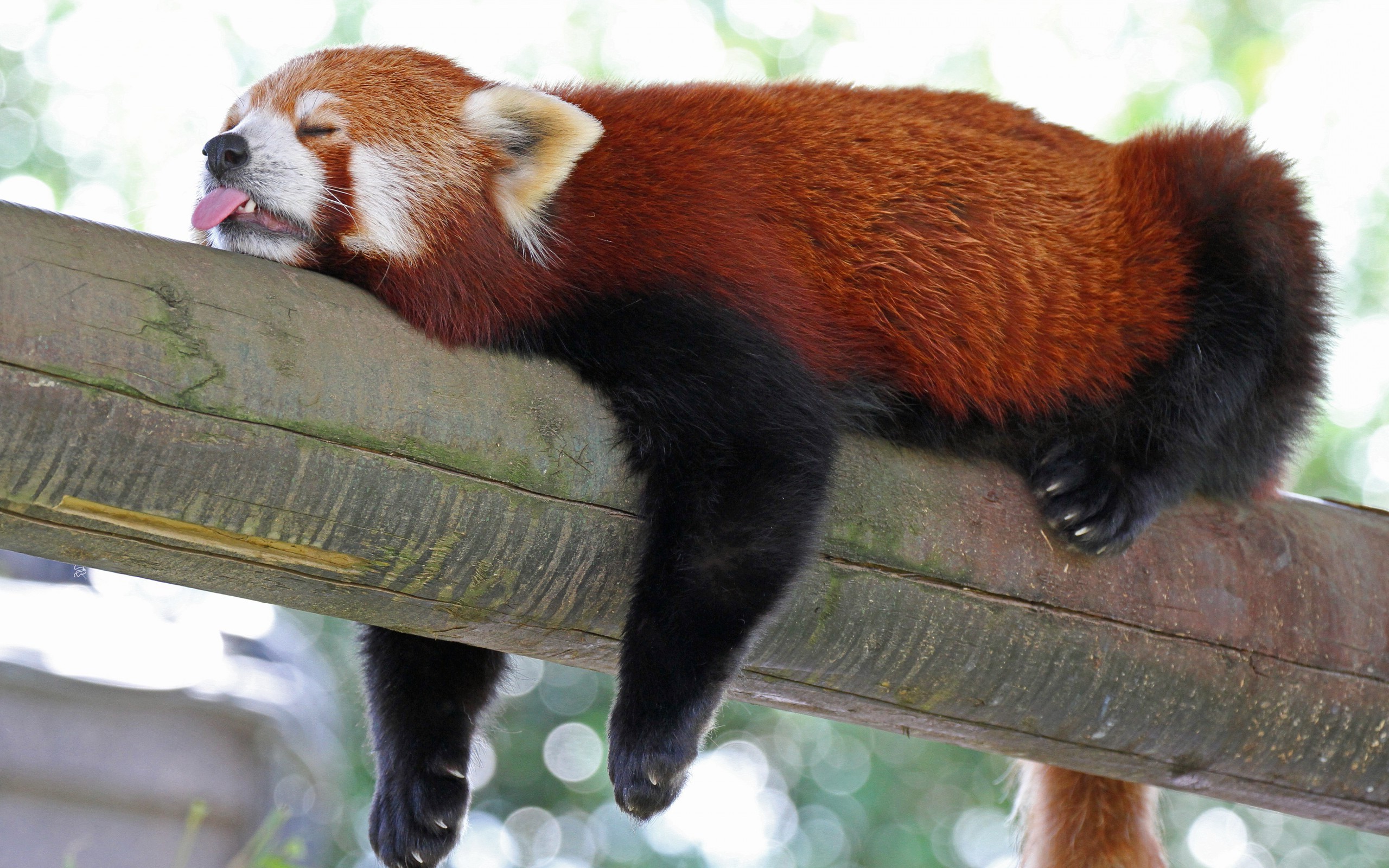 red Panda, Animals, Sloths Wallpaper