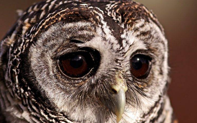 owl, Animals HD Wallpaper Desktop Background