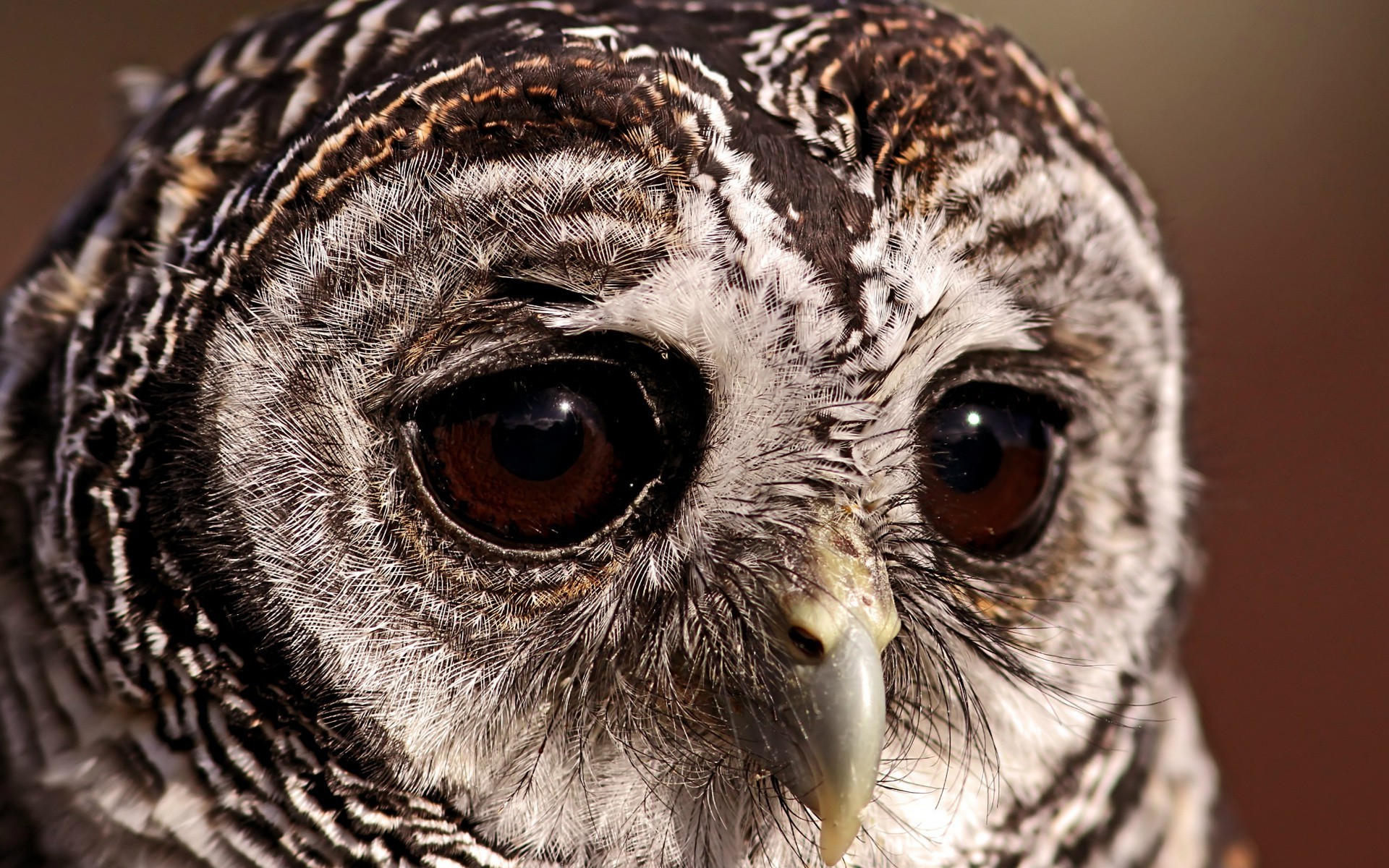 owl, Animals Wallpaper