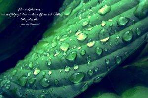 Jafar Ibn Muhammad, Islam, Imam, Green, Depth Of Field, Quote, Leaves, Water Drops