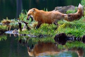 nature, Water, Reflection, Animals, Fox, Baby Animals, Playing, Grass, Fur, Wildlife