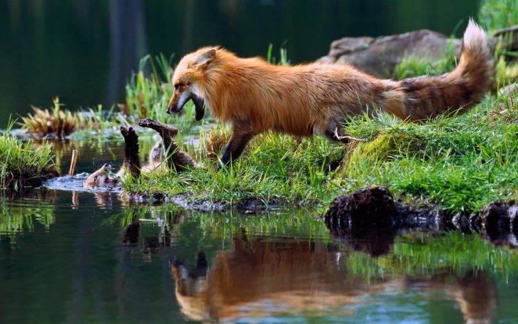 nature, Water, Reflection, Animals, Fox, Baby Animals, Playing, Grass, Fur, Wildlife HD Wallpaper Desktop Background