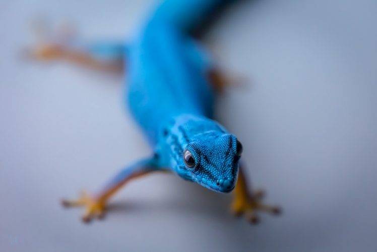 reptile, Gecko, Animals HD Wallpaper Desktop Background