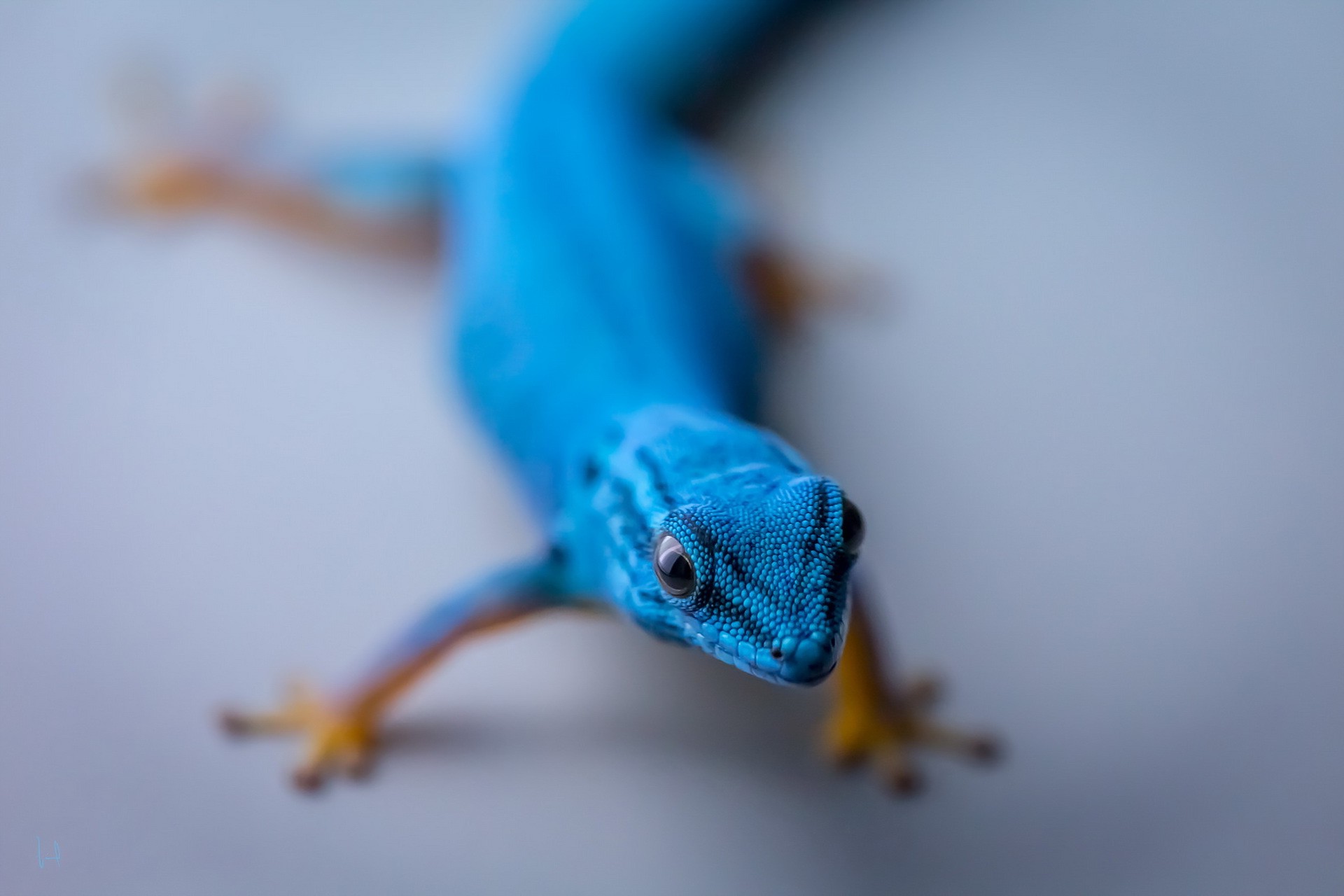reptile, Gecko, Animals Wallpapers HD / Desktop and Mobile ...