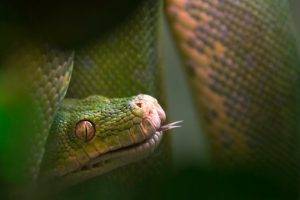 reptile, Snake, Animals