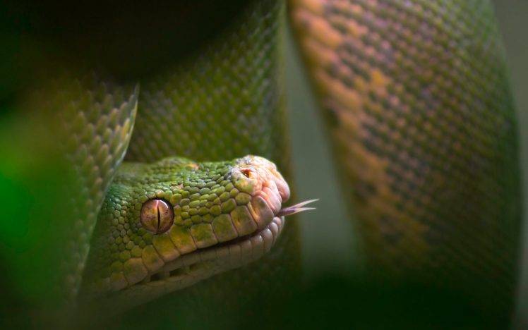 reptile, Snake, Animals HD Wallpaper Desktop Background