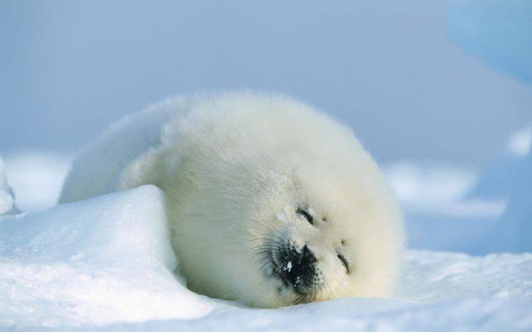 animals, Seals HD Wallpaper Desktop Background