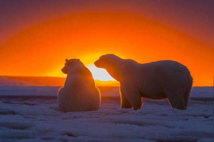 animals, Polar Bears, Sunlight, Sunset, Ice HD Wallpaper Desktop Background