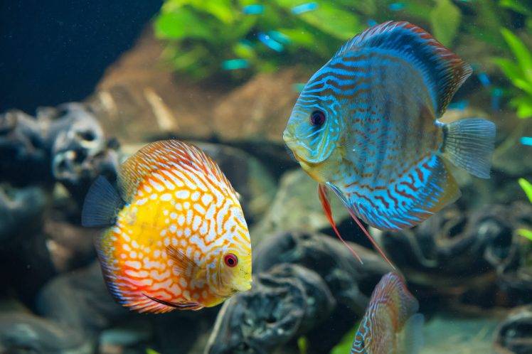 animals, Fish HD Wallpaper Desktop Background