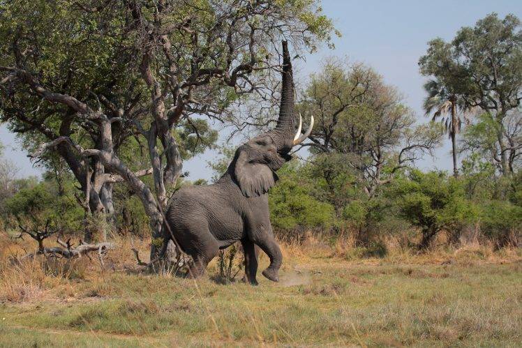 animals, Elephants HD Wallpaper Desktop Background