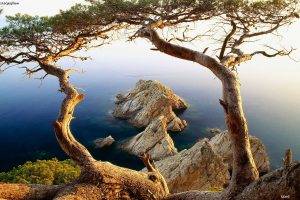 trees, Sea, Nature