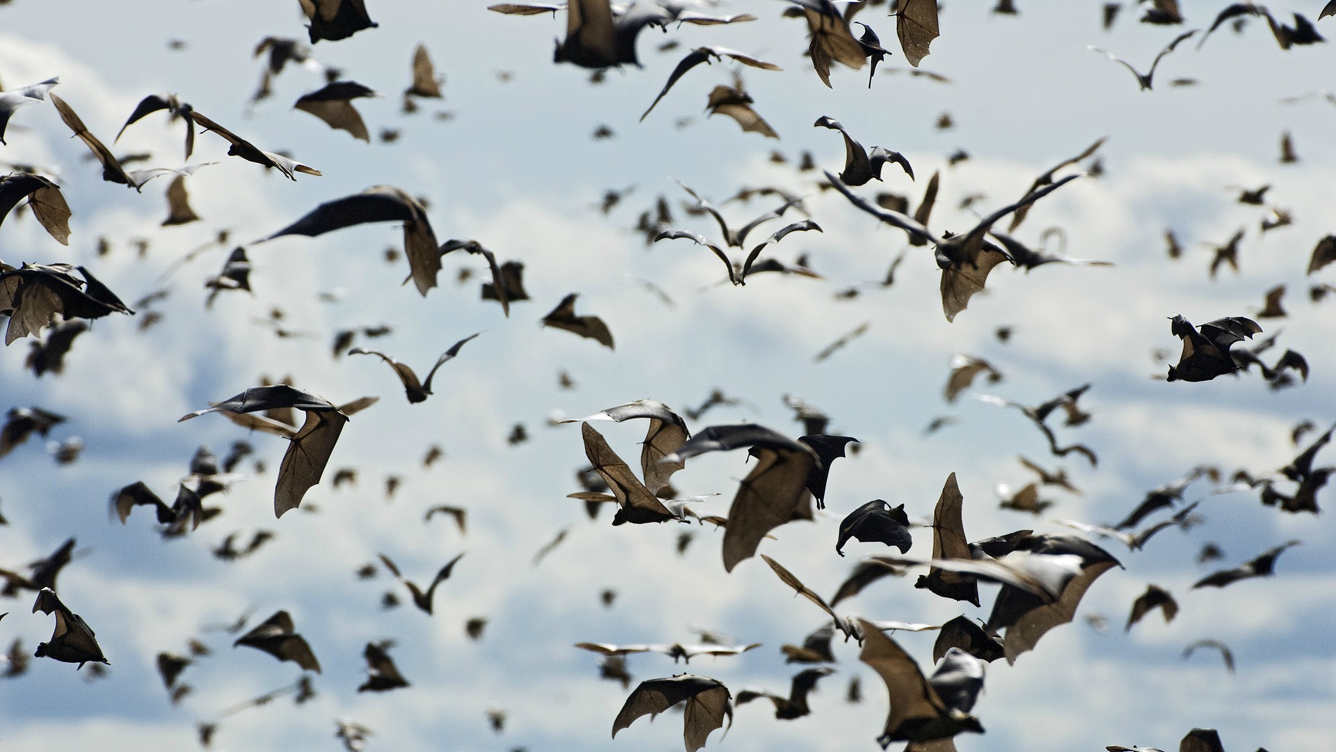 bats, Sky, Animals, Depth Of Field Wallpaper
