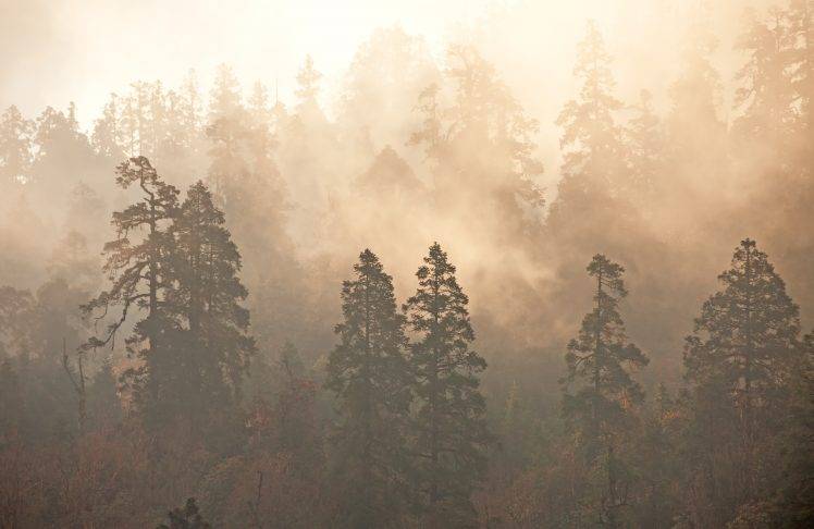 nature, Landscape, Trees, Mist, Forest HD Wallpaper Desktop Background