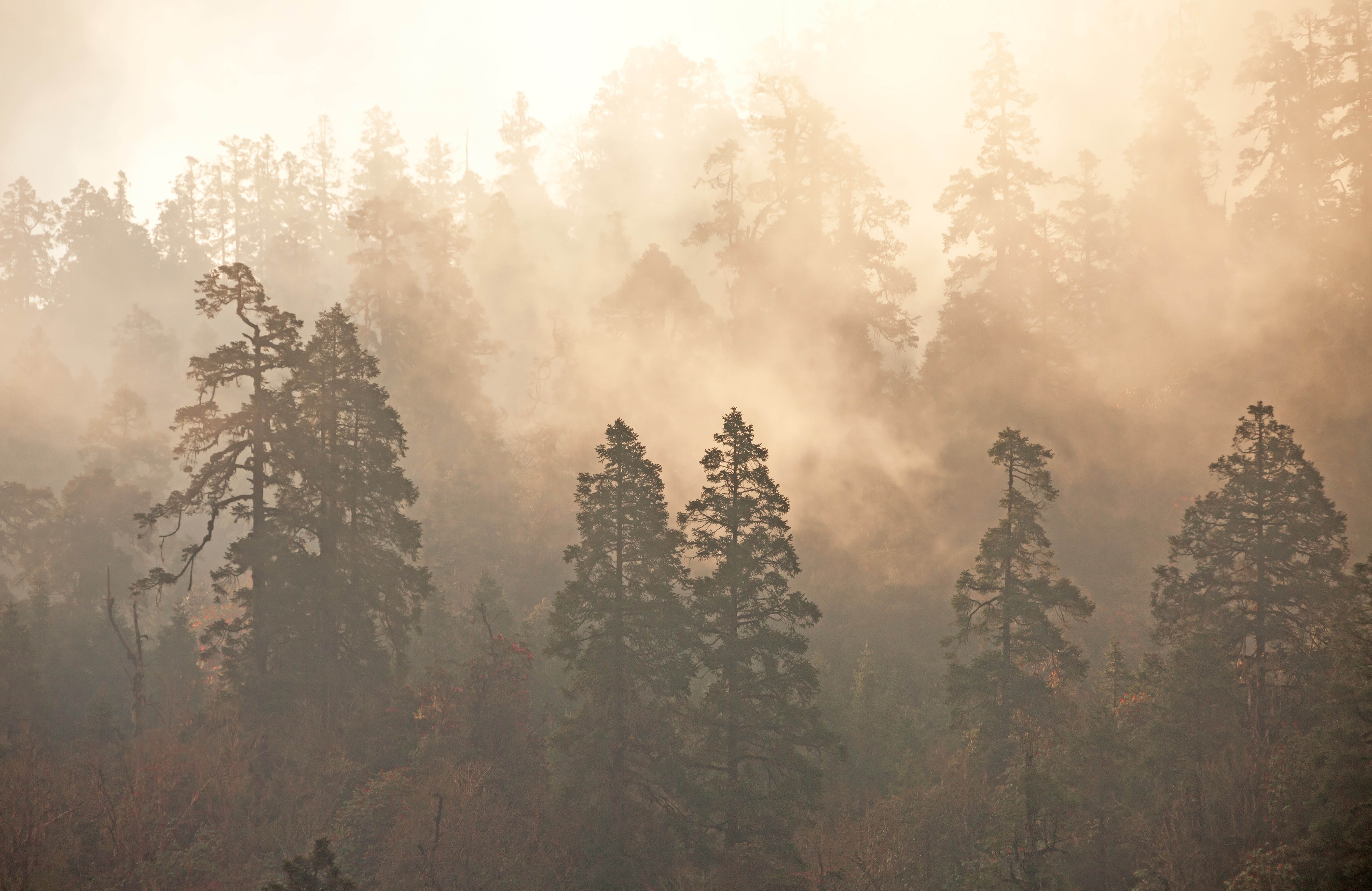 nature, Landscape, Trees, Mist, Forest Wallpaper