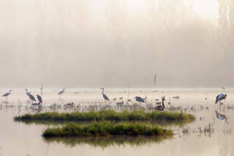 birds, Landscape, Water, Animals HD Wallpaper Desktop Background