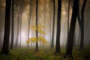 mist, Nature, Sunrise, Landscape, Morning, Poem, Forest, Trees, Shrubs