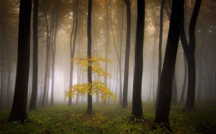 mist, Nature, Sunrise, Landscape, Morning, Poem, Forest, Trees, Shrubs HD Wallpaper Desktop Background