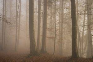 mist, Nature, Sunrise, Landscape, Morning, Forest, Leaves, Fall, Trees, Moss