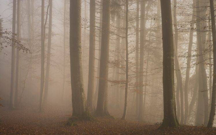 mist, Nature, Sunrise, Landscape, Morning, Forest, Leaves, Fall, Trees, Moss HD Wallpaper Desktop Background