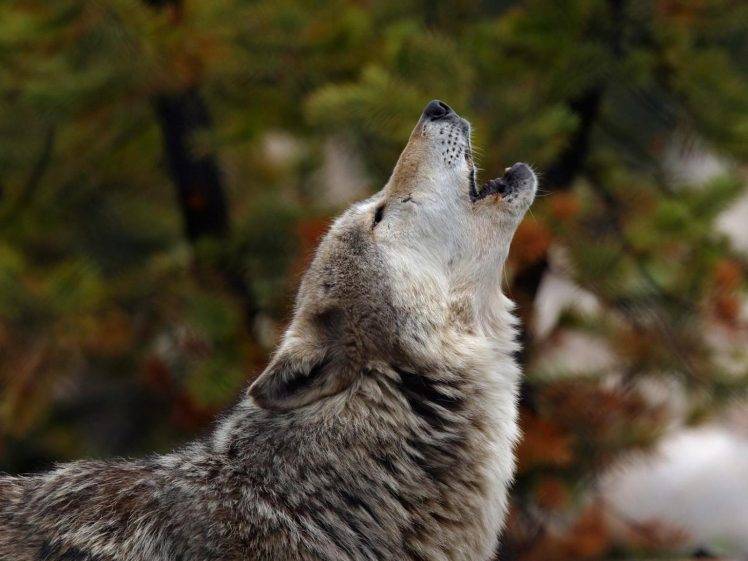 wolf, Animals Wallpapers HD / Desktop and Mobile Backgrounds