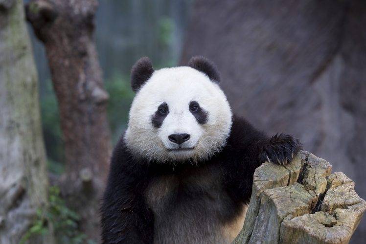 animals, Panda HD Wallpaper Desktop Background