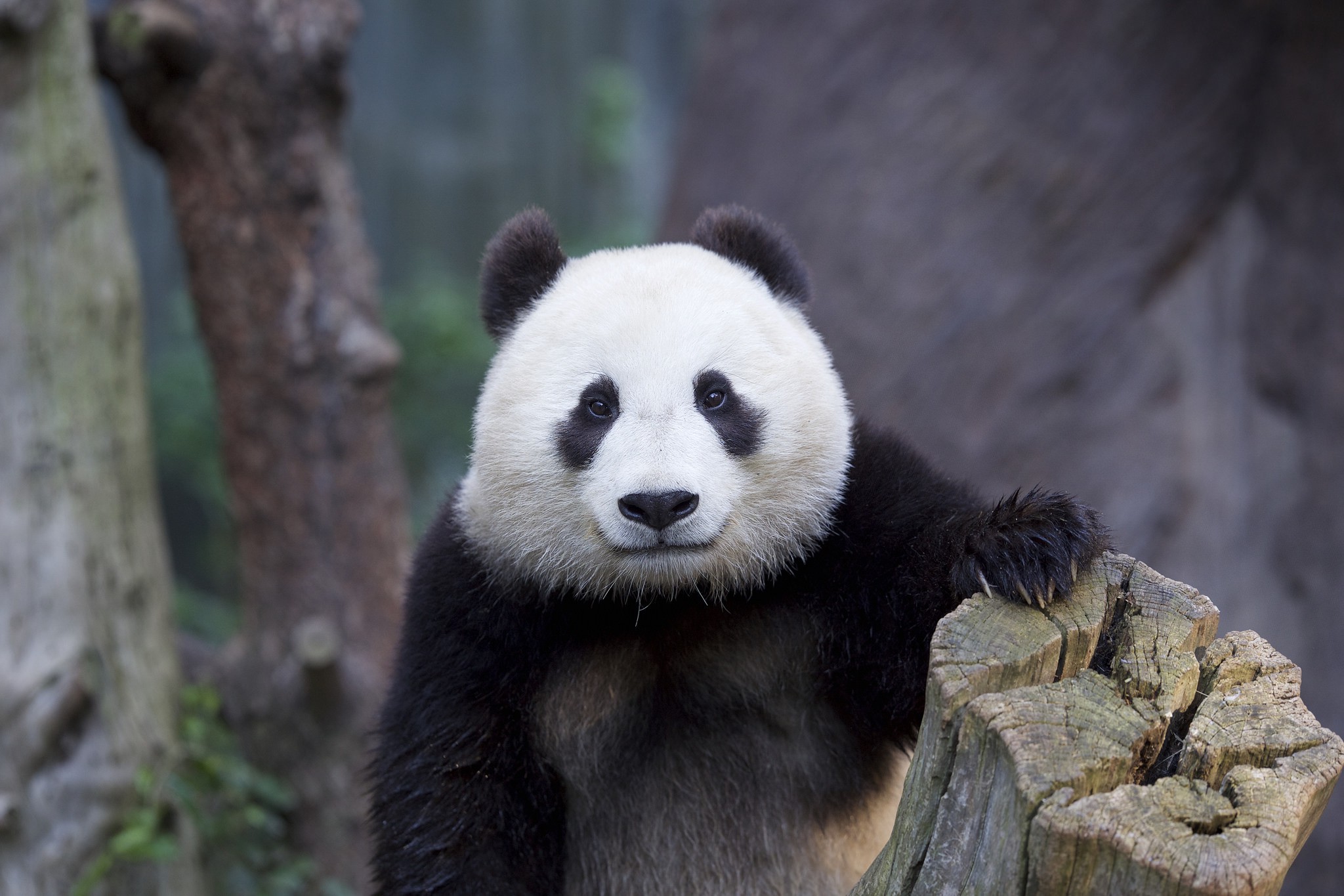 animals, Panda Wallpaper