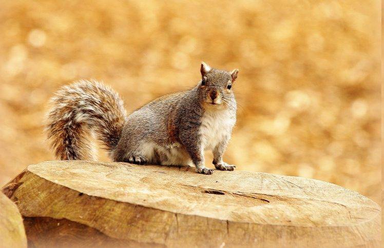 animals, Squirrel HD Wallpaper Desktop Background