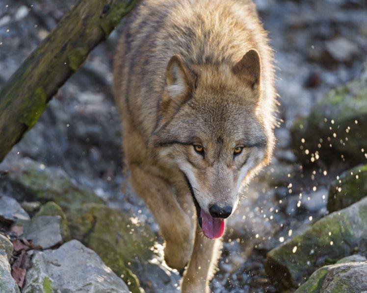 animals, Wolf HD Wallpaper Desktop Background