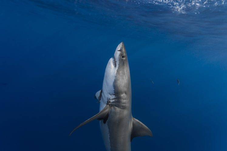 shark, Sea, Underwater, Fish, Animals HD Wallpaper Desktop Background