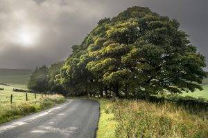 road, Landscape, Trees