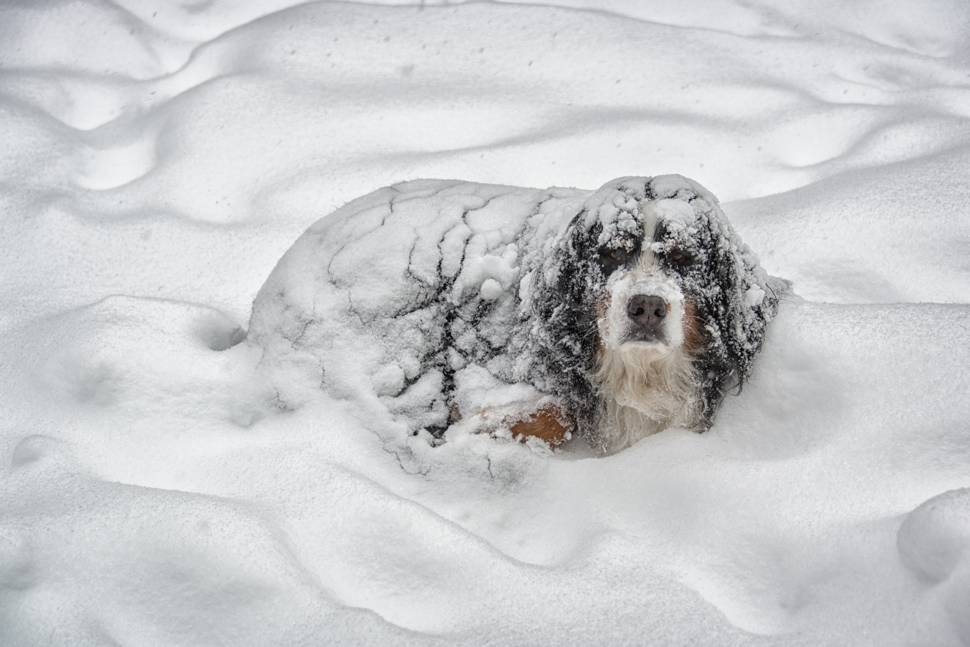 dog, Winter, Animals Wallpaper