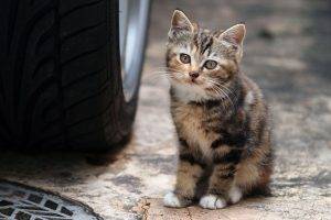 cat, Animals, Kittens, Car, Tires