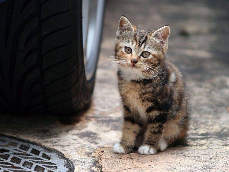 cat, Animals, Kittens, Car, Tires HD Wallpaper Desktop Background